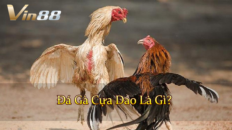 Đá Gà Cựa Dao Là Gì