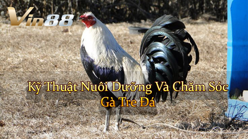 Kỹ Thuật Nuôi Dưỡng Và Chăm Sóc Gà Tre Đá