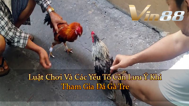Luật Chơi Và Các Yếu Tố Cần Lưu Ý Khi Tham Gia Đá Gà Tre