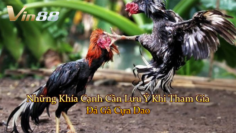 Những Khía Cạnh Cần Lưu Ý Khi Tham Gia Đá Gà Cựa Dao