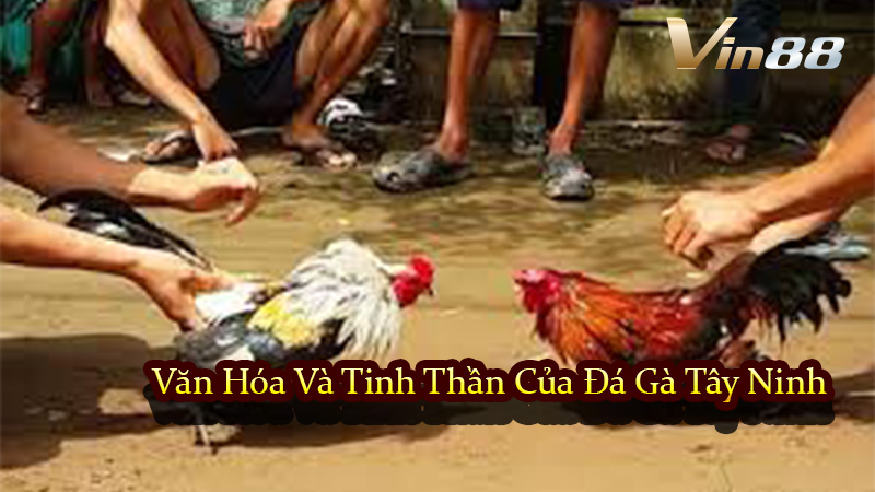 Văn Hóa Và Tinh Thần Của Đá Gà Tây Ninh